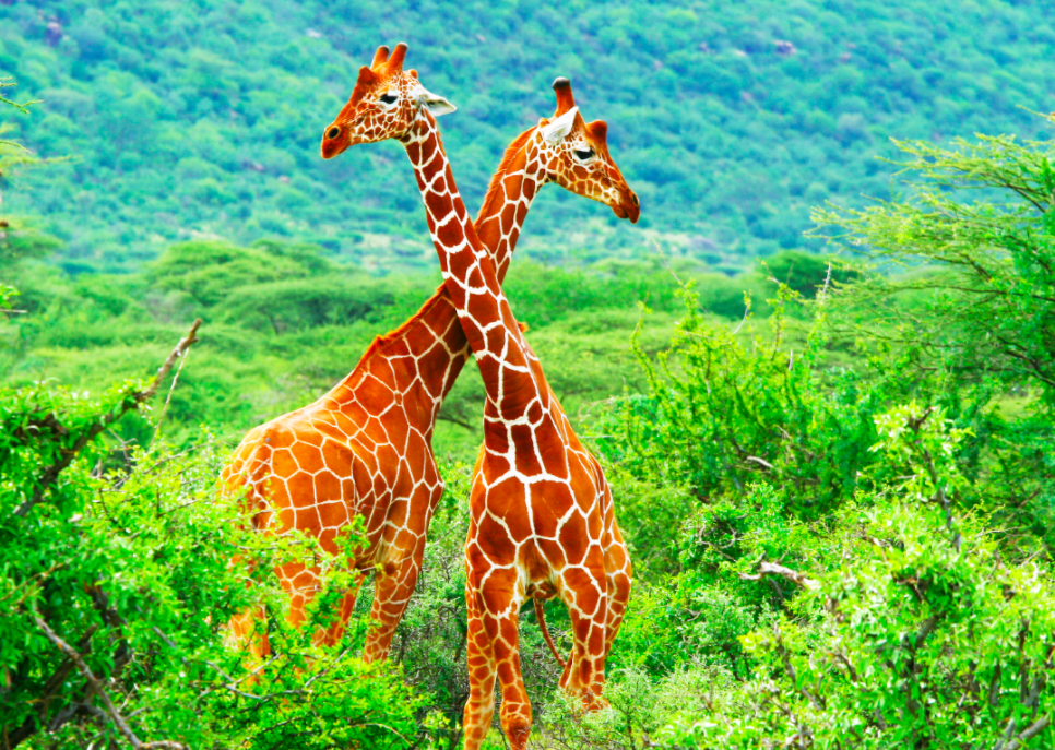 Fascinating Facts About Mating In The Animal Kingdom Stacker